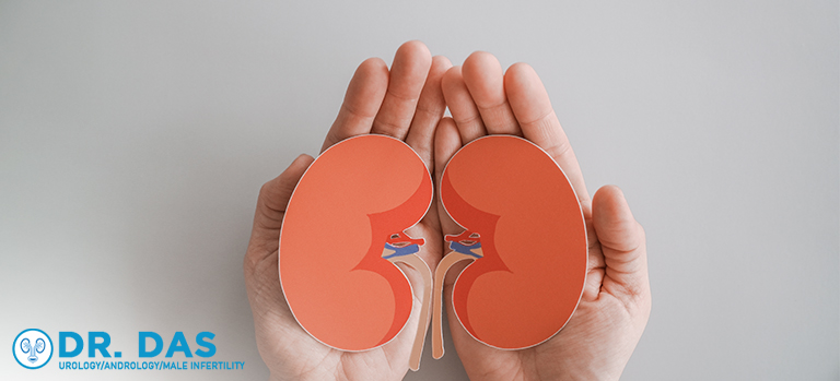 Hands holding a kidney